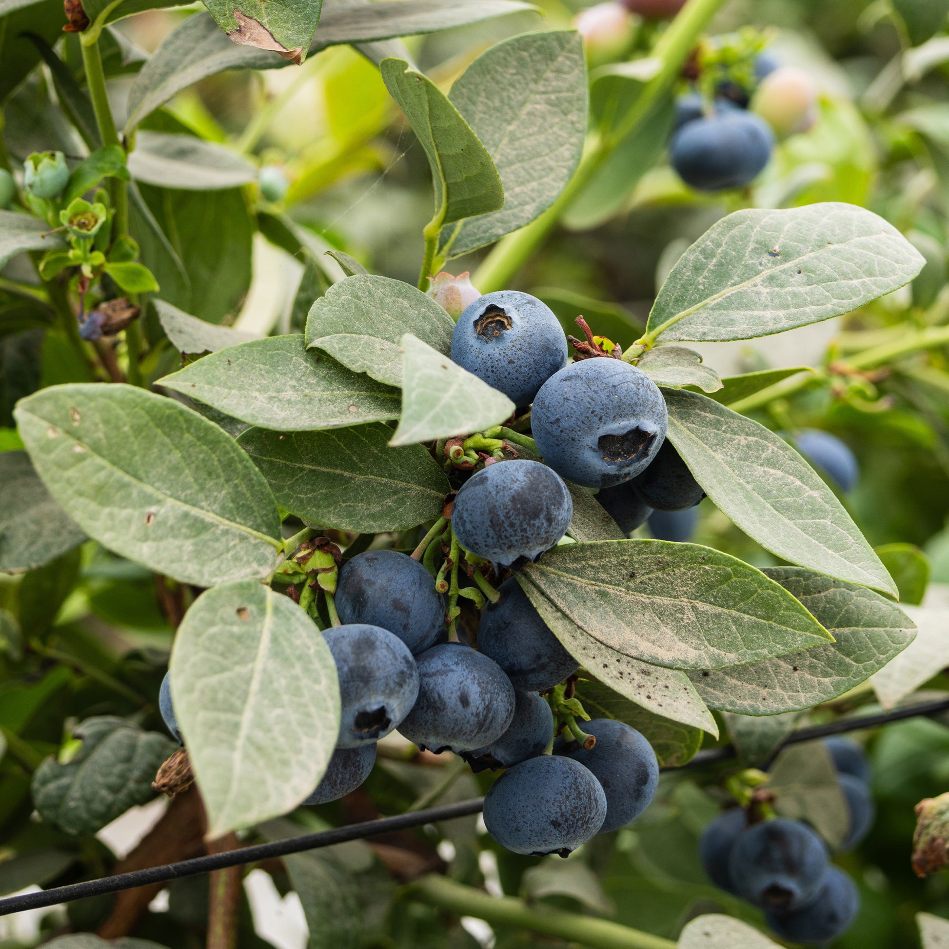 Blauwe bes - Vaccinium corymbosum vitaminos - Bakker
