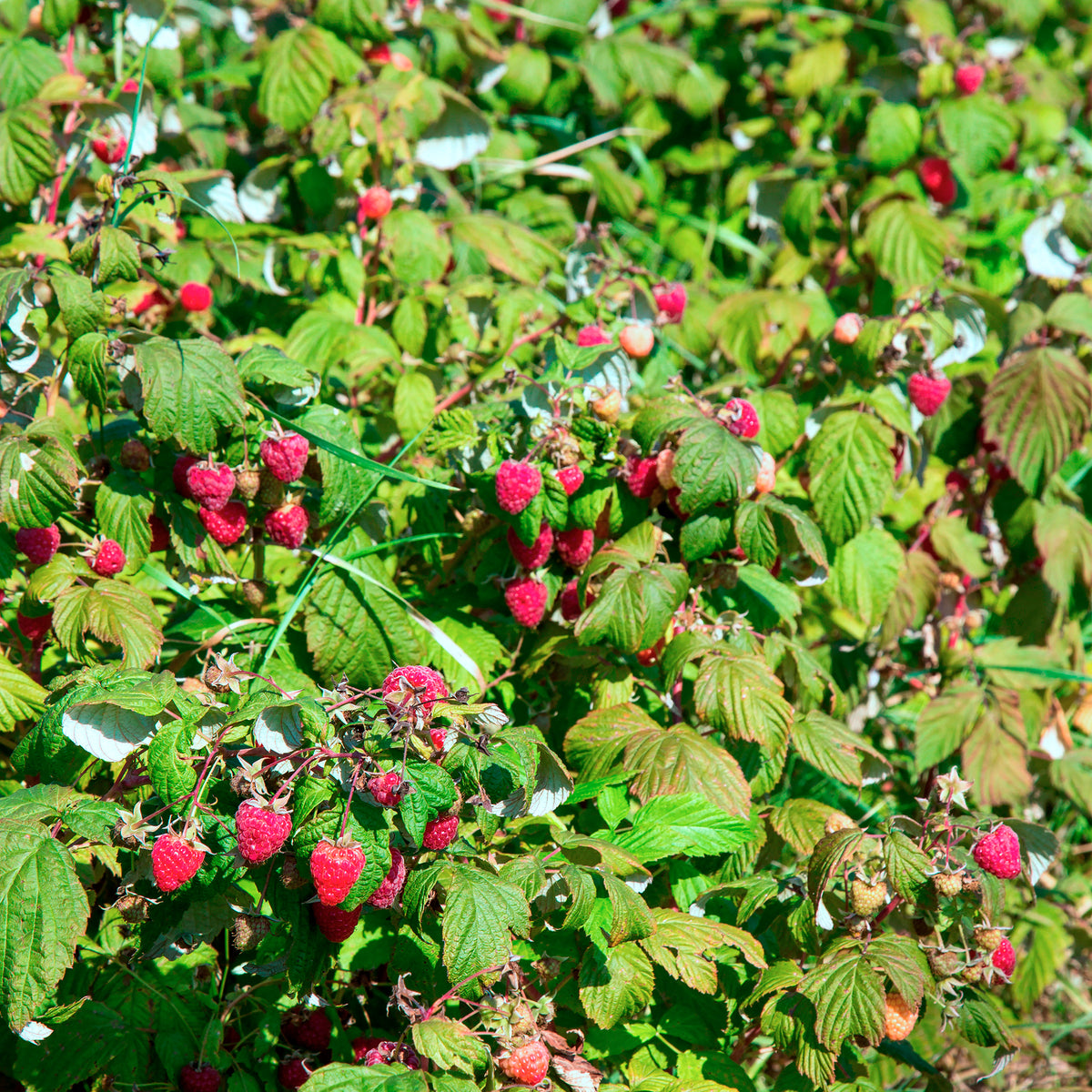Framboos 'Heritage'