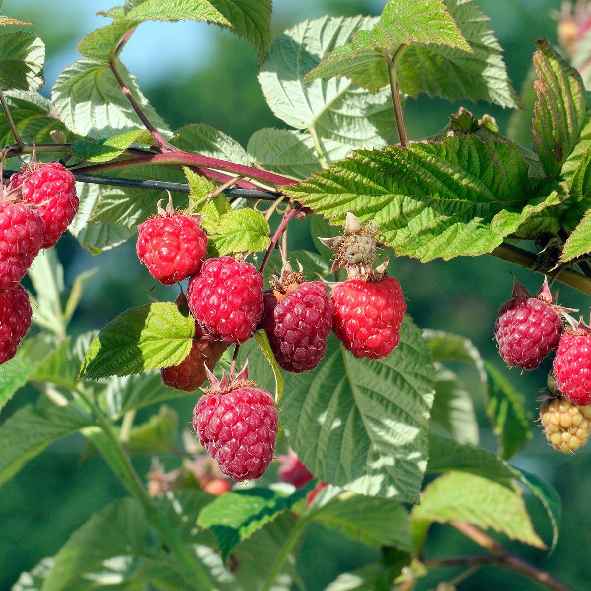 Frambooos - Framboos 'Heritage' - Rubus idaeus Heritage