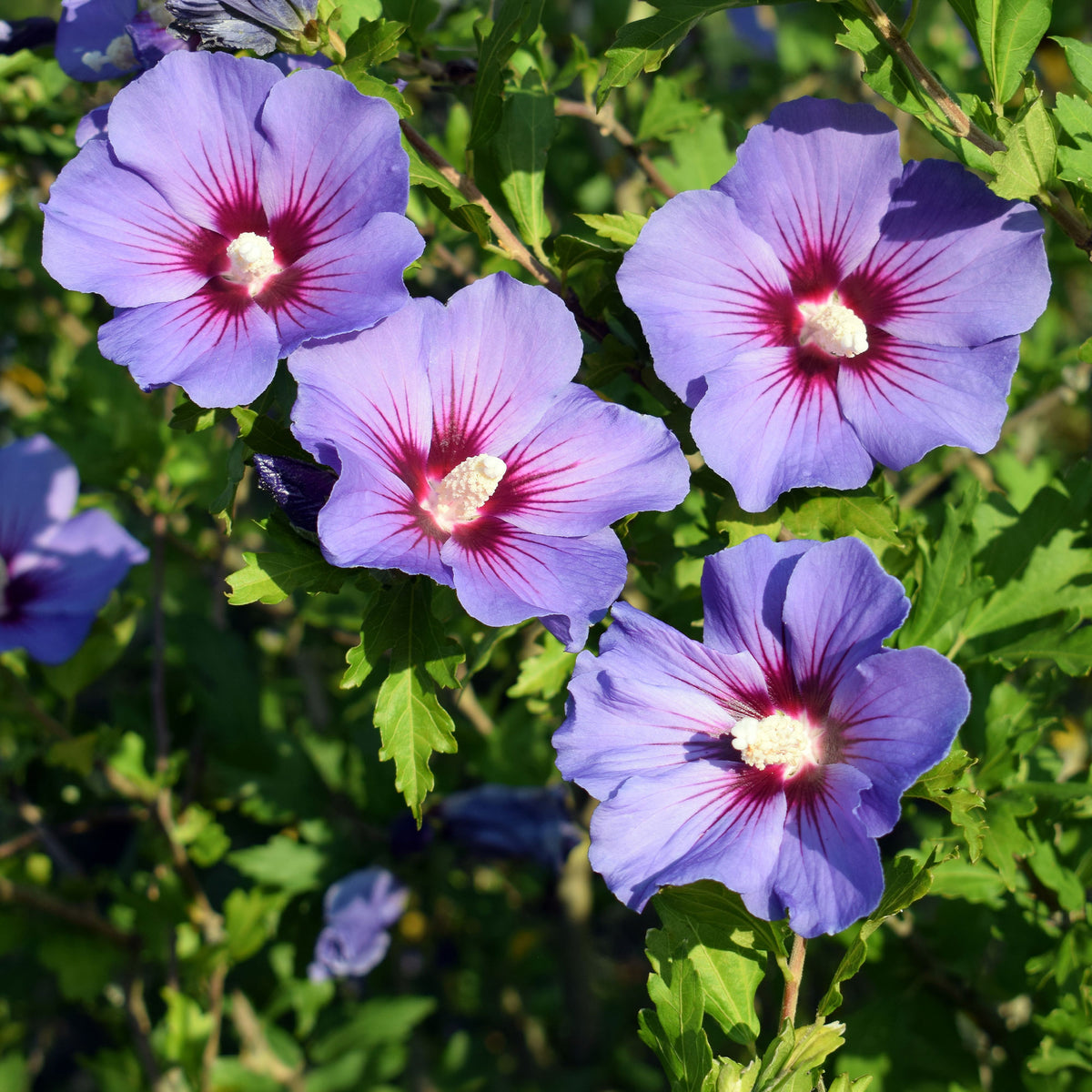 Altheastruik op stam - blauw - Bakker