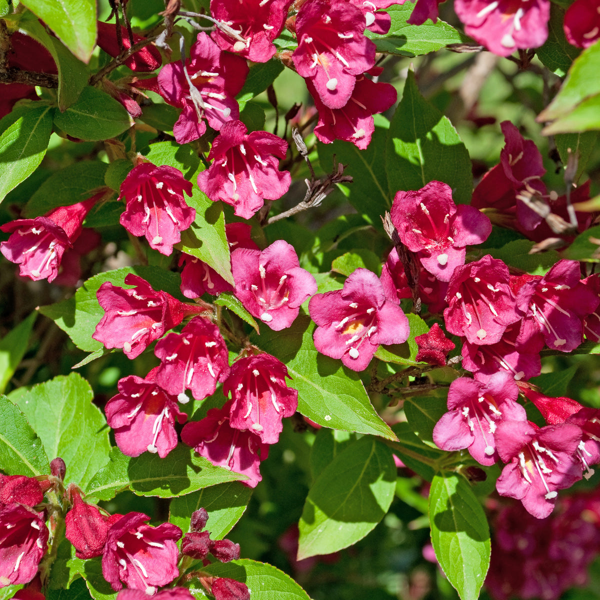 Weigelia 'Bristol Robijn'