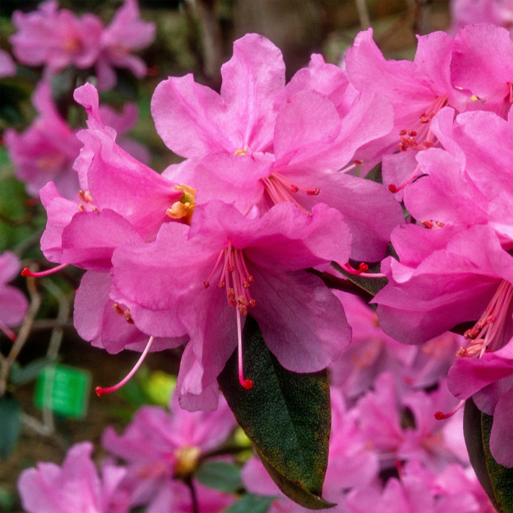 Rhododendron - Rhododendron 'Praecox' - Rhododendron praecox
