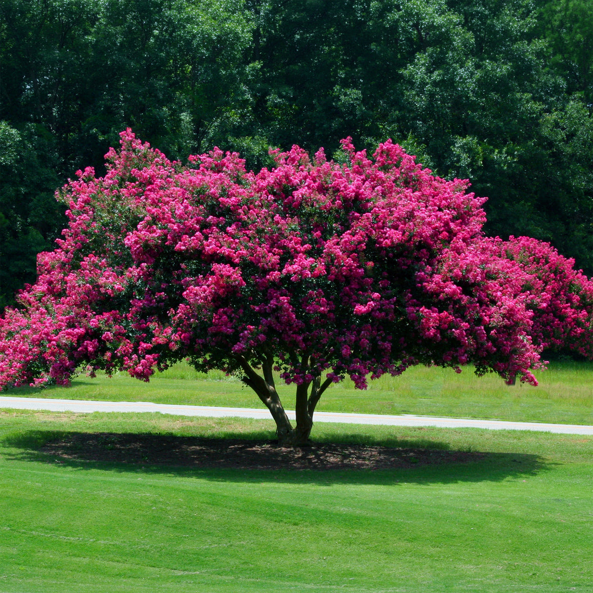 Indische sering - roze
