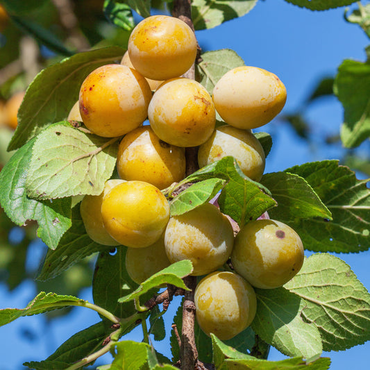 Pruimenboom 'Mirabelle de Nancy' - Bakker