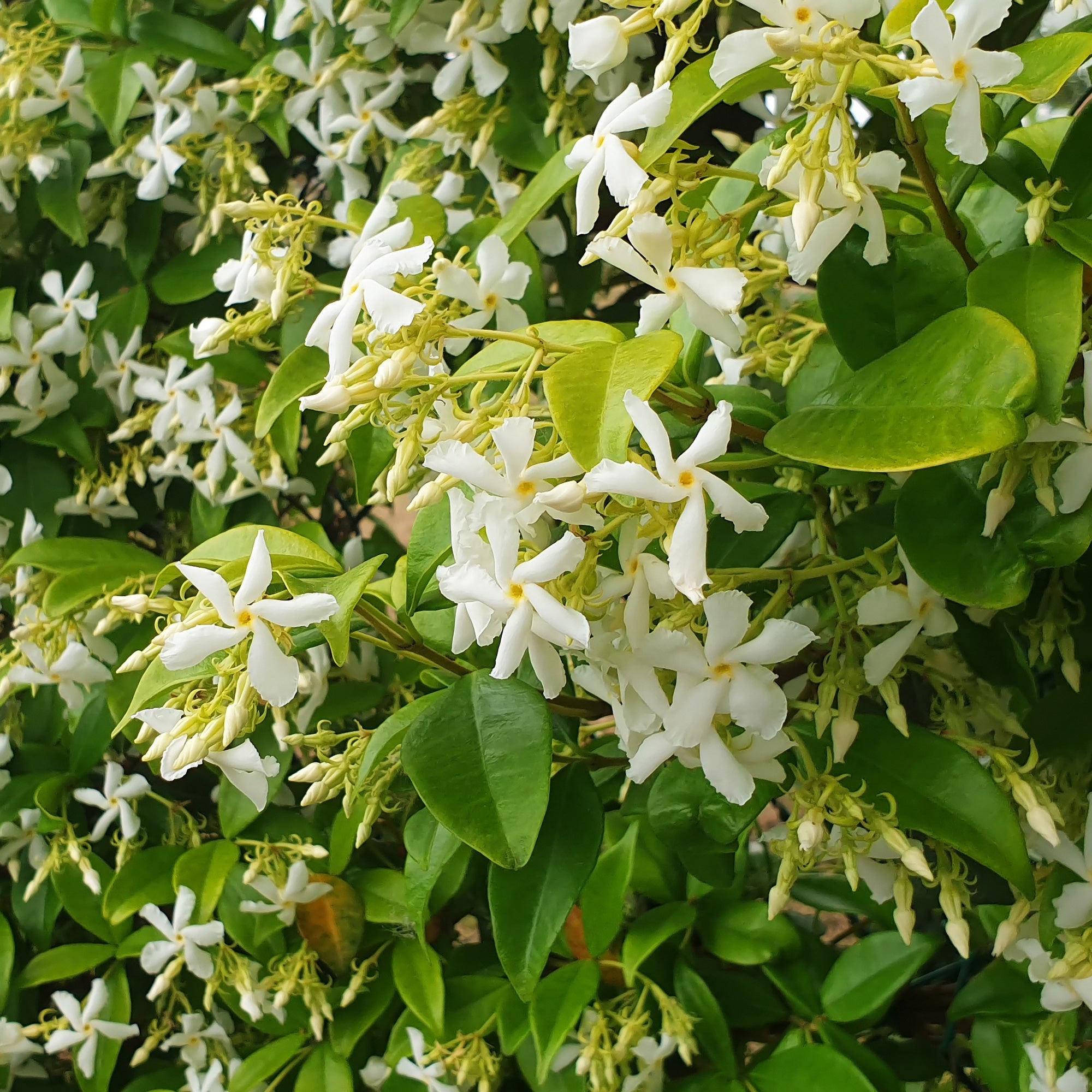 Toscaanse jasmijn - Trachelospermum jasminoides | Bakker.com