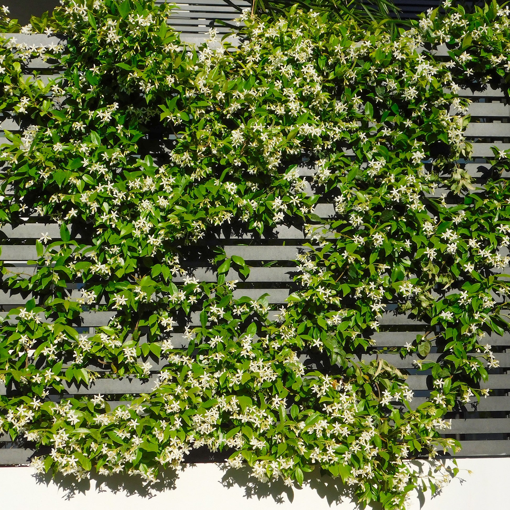Toscaanse jasmijn - Trachelospermum jasminoides - Bakker