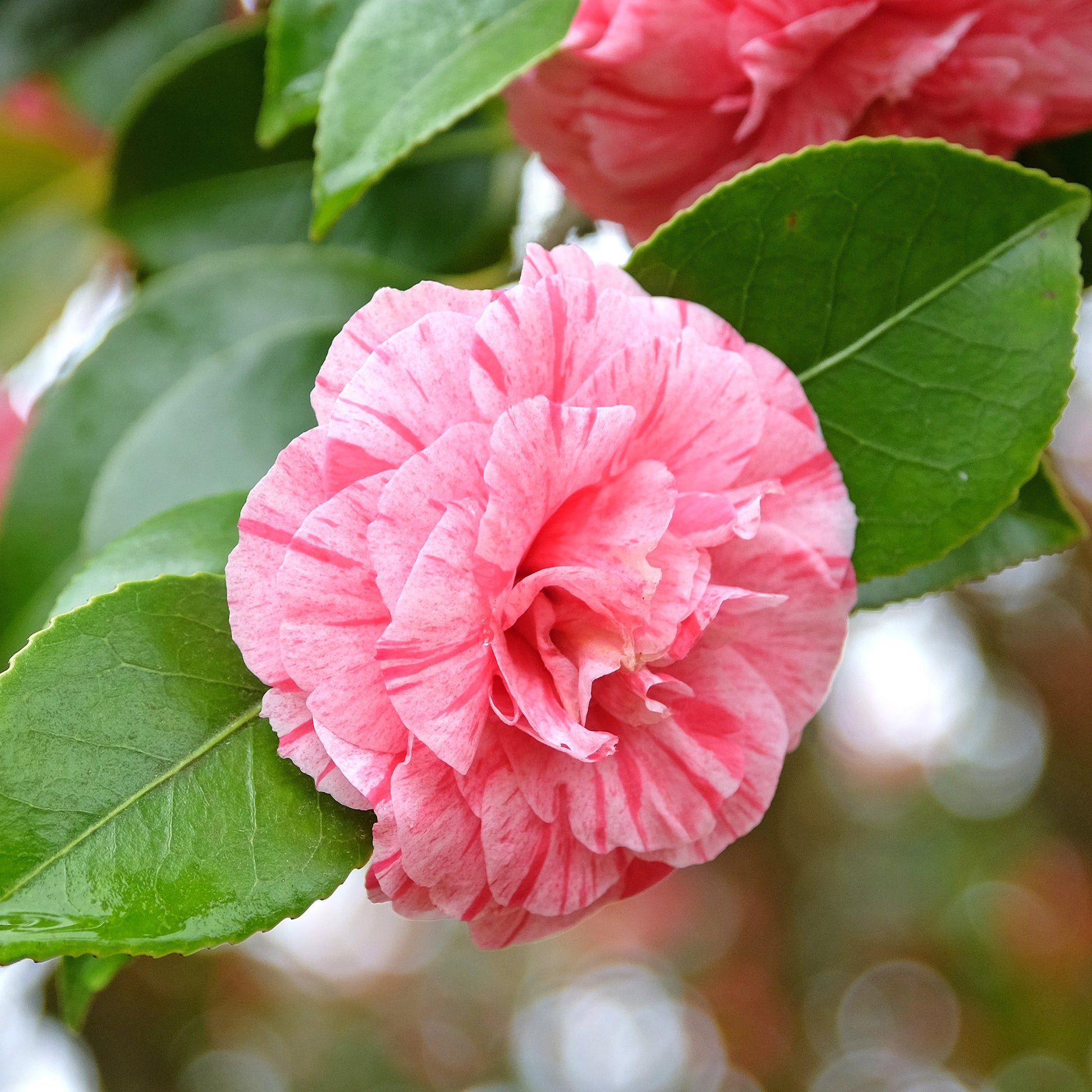 Verkoop Japanse roos 'William Barlett' - Camellia japonica william bartlett