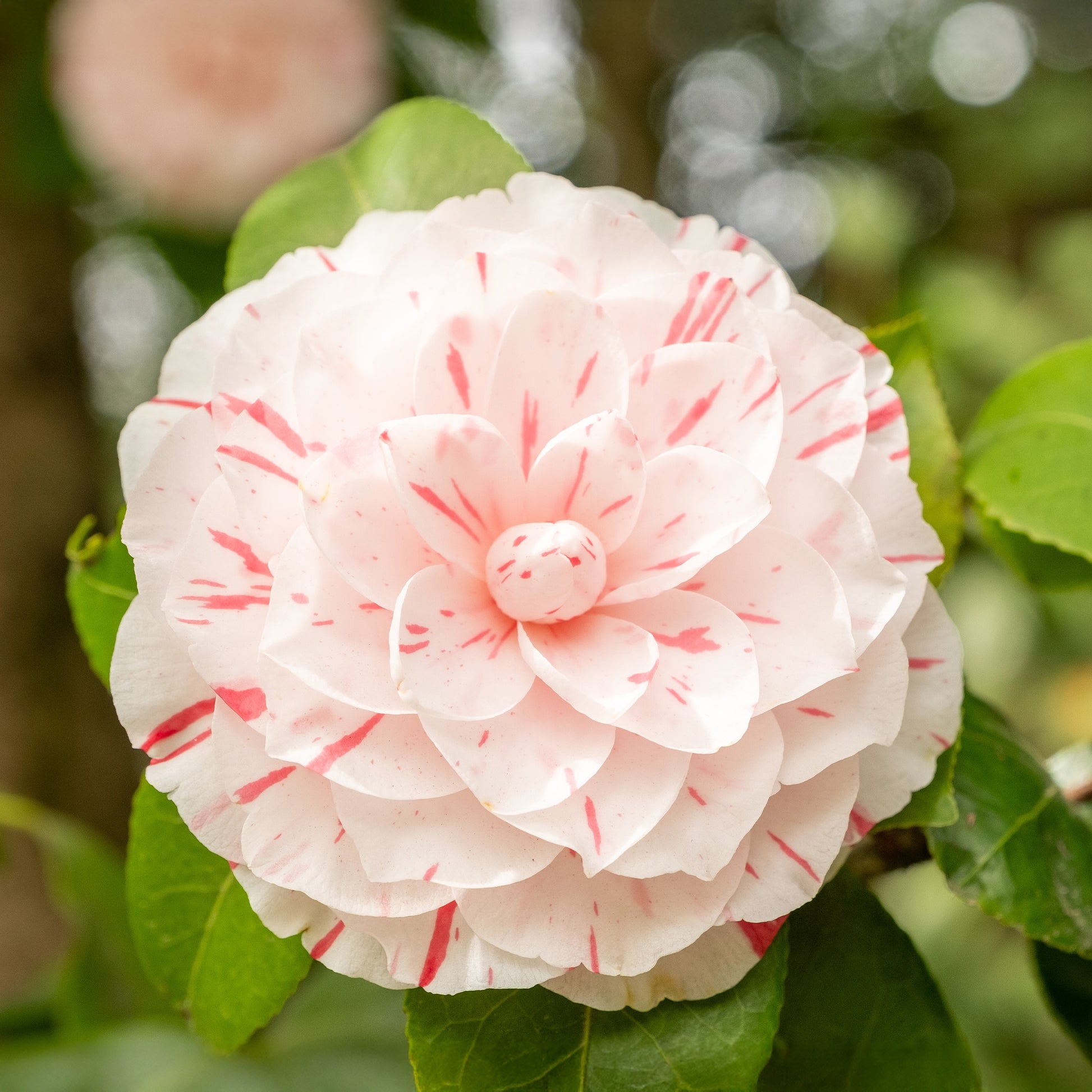 Japanse roos 'William Barlett' - Bakker