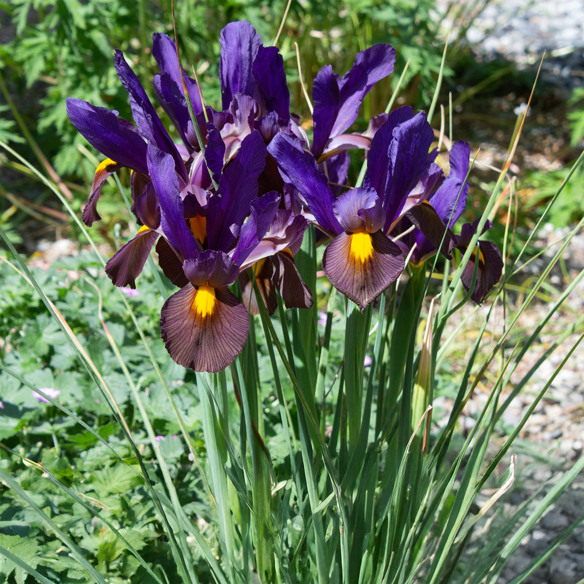 Iris 'Tiger Eyes' (x10) - Iris hollandica Tiger Eyes - Bakker