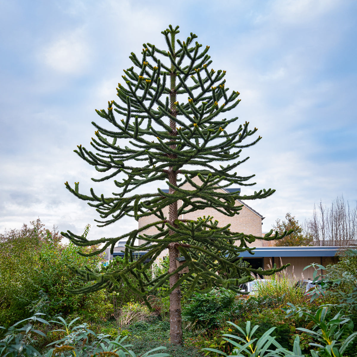 Apenboom - Araucaria imbricata - Bakker