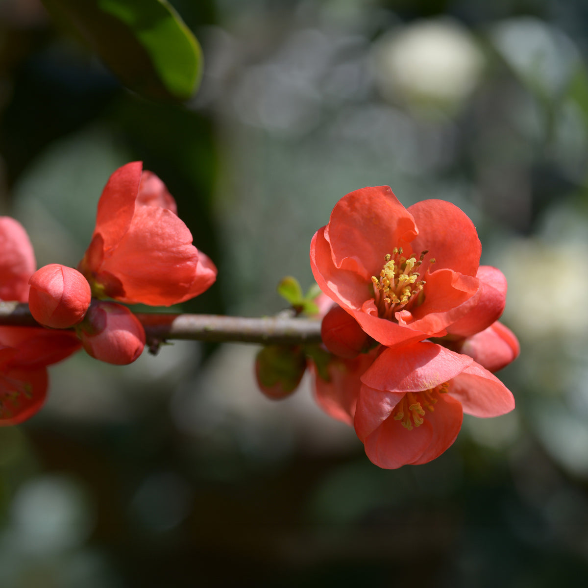 Chaenomeles japonica Cido - Japanse kwee 'Cido' - Citrusvruchten
