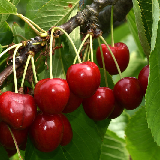 Zoete kers 'Summit' - Bakker