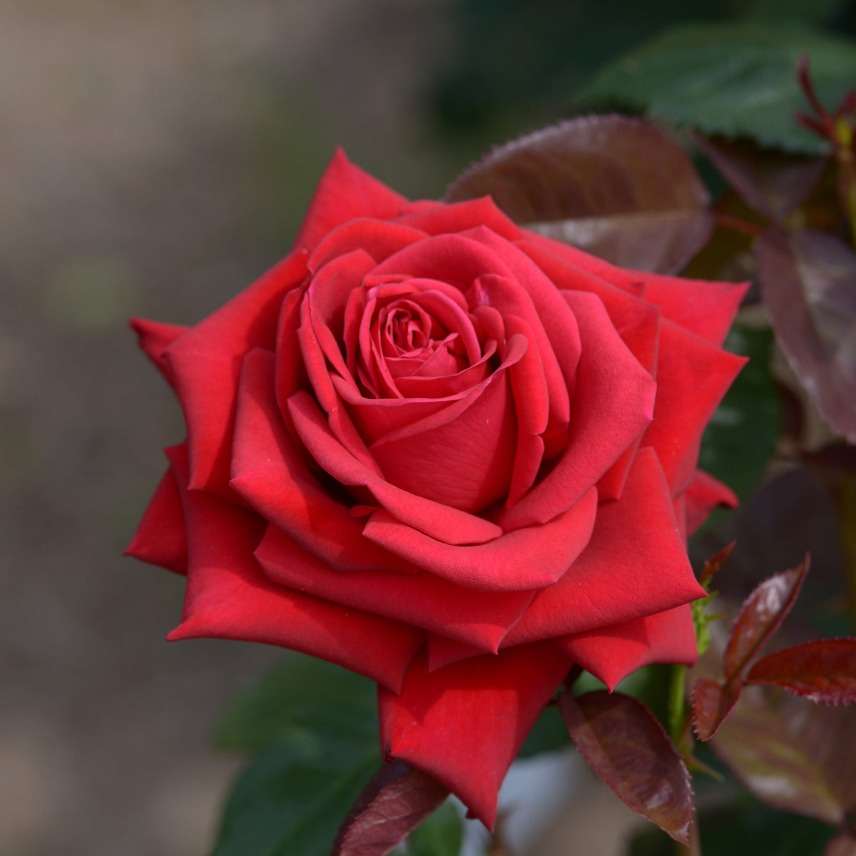 Grootbloemige roos 'Grande Amore' - Bakker
