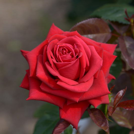 Grootbloemige roos 'Grande Amore' - Bakker