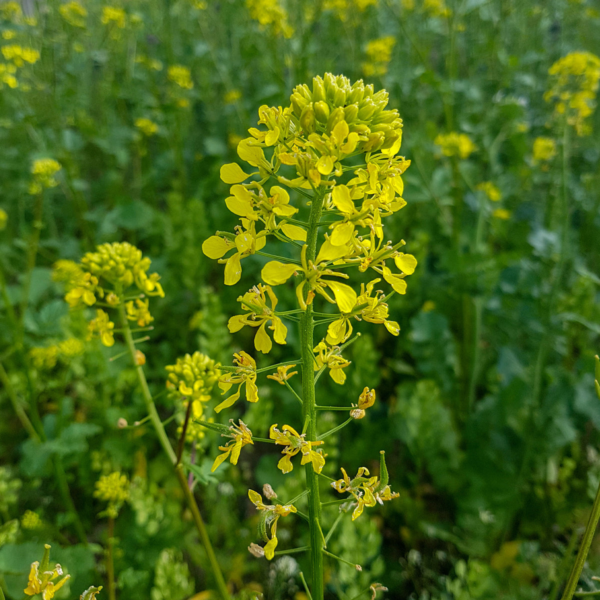 Sinapis alba - Witte mosterd - Bloemenzaden