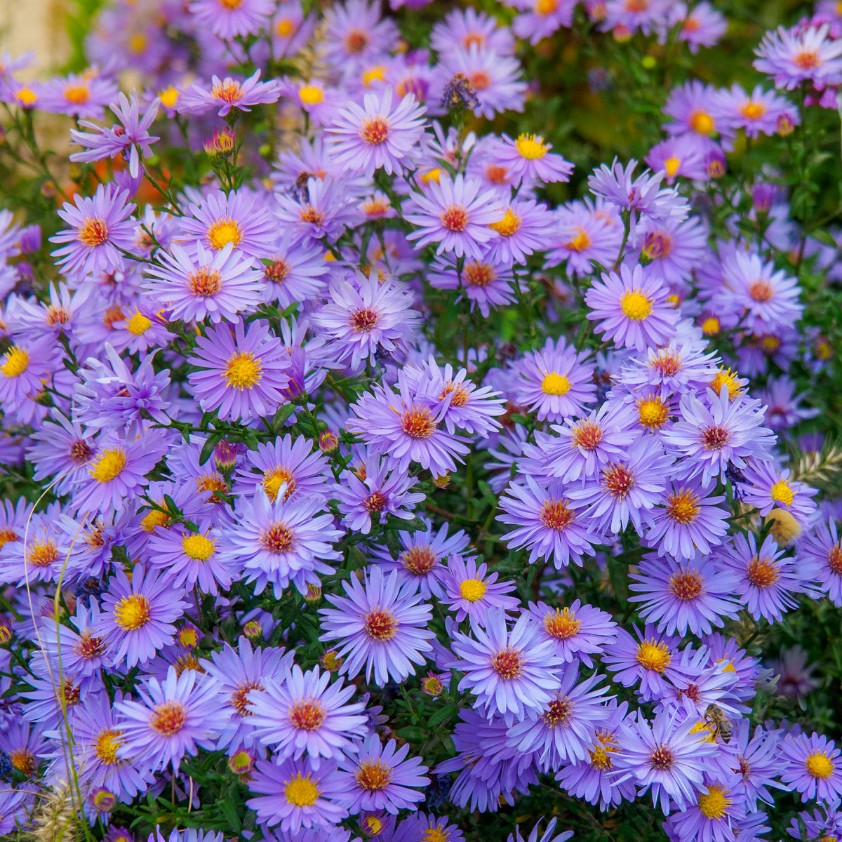 Wood's light blue Herfstasterren - Bakker