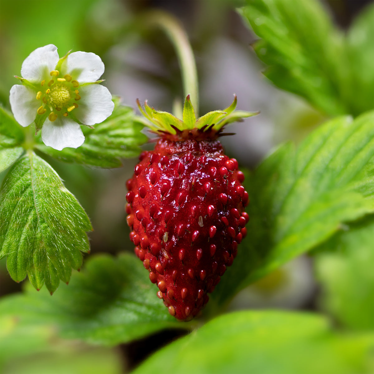 Bosaardbei 'Reine des Vallées' - Fragaria vesca reine des vallées - Bakker