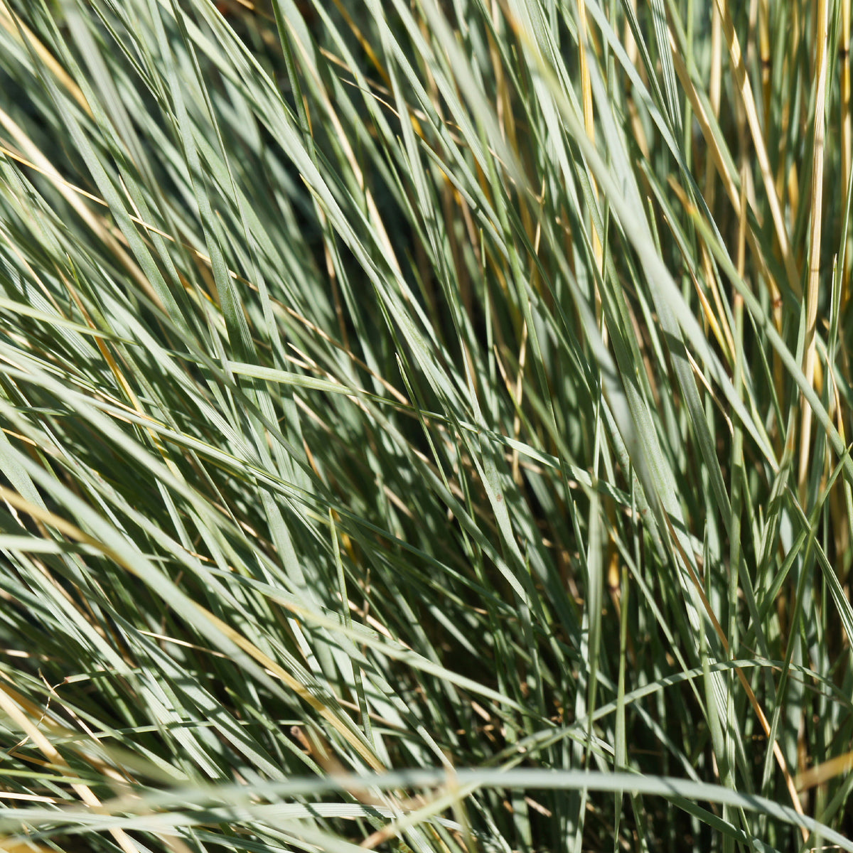 Helictotrichon sempervirens - Sierhaver (x2) - Siergrassen