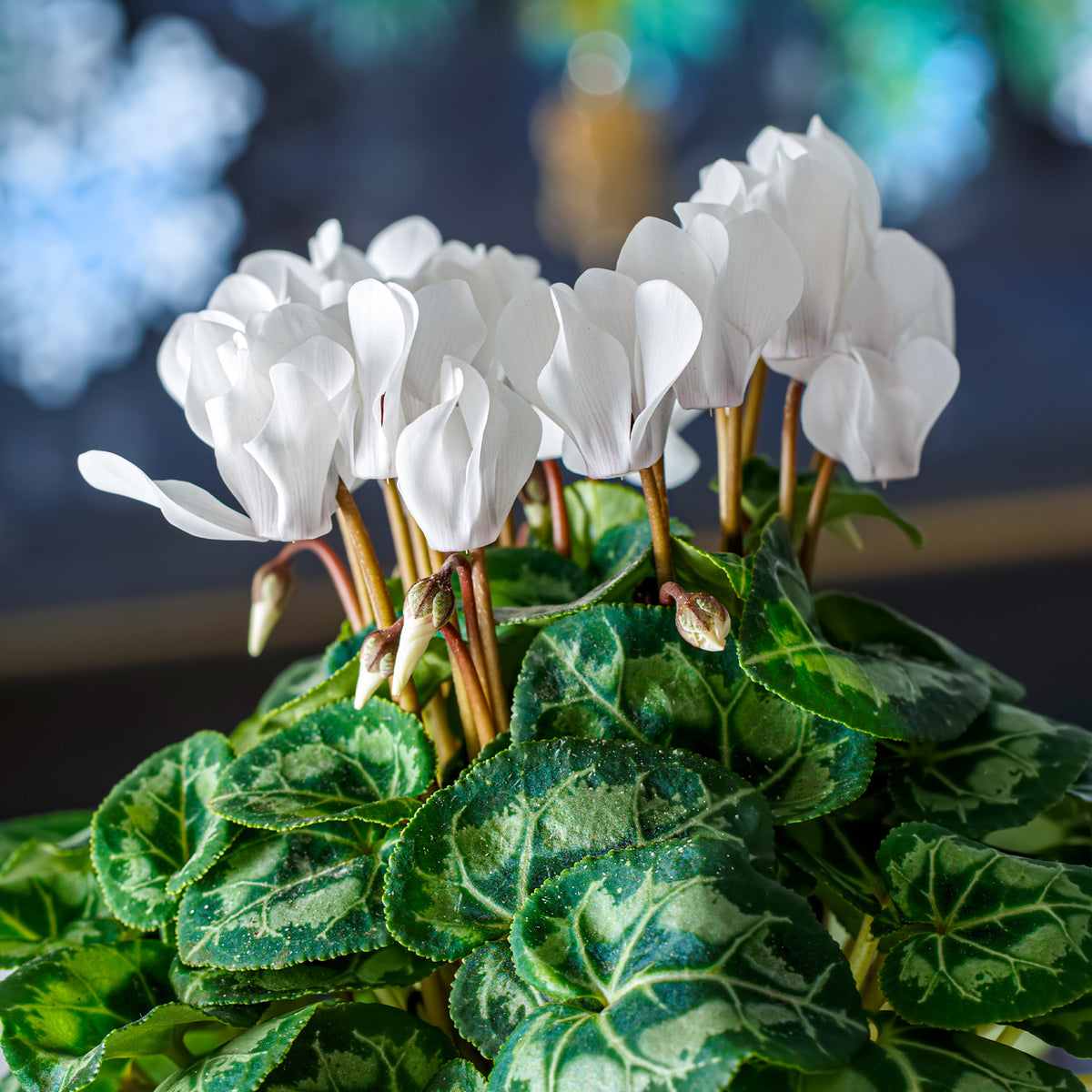 Balkon- en terrasplanten - Witte cyclaam (x3) - Cyclamen super série