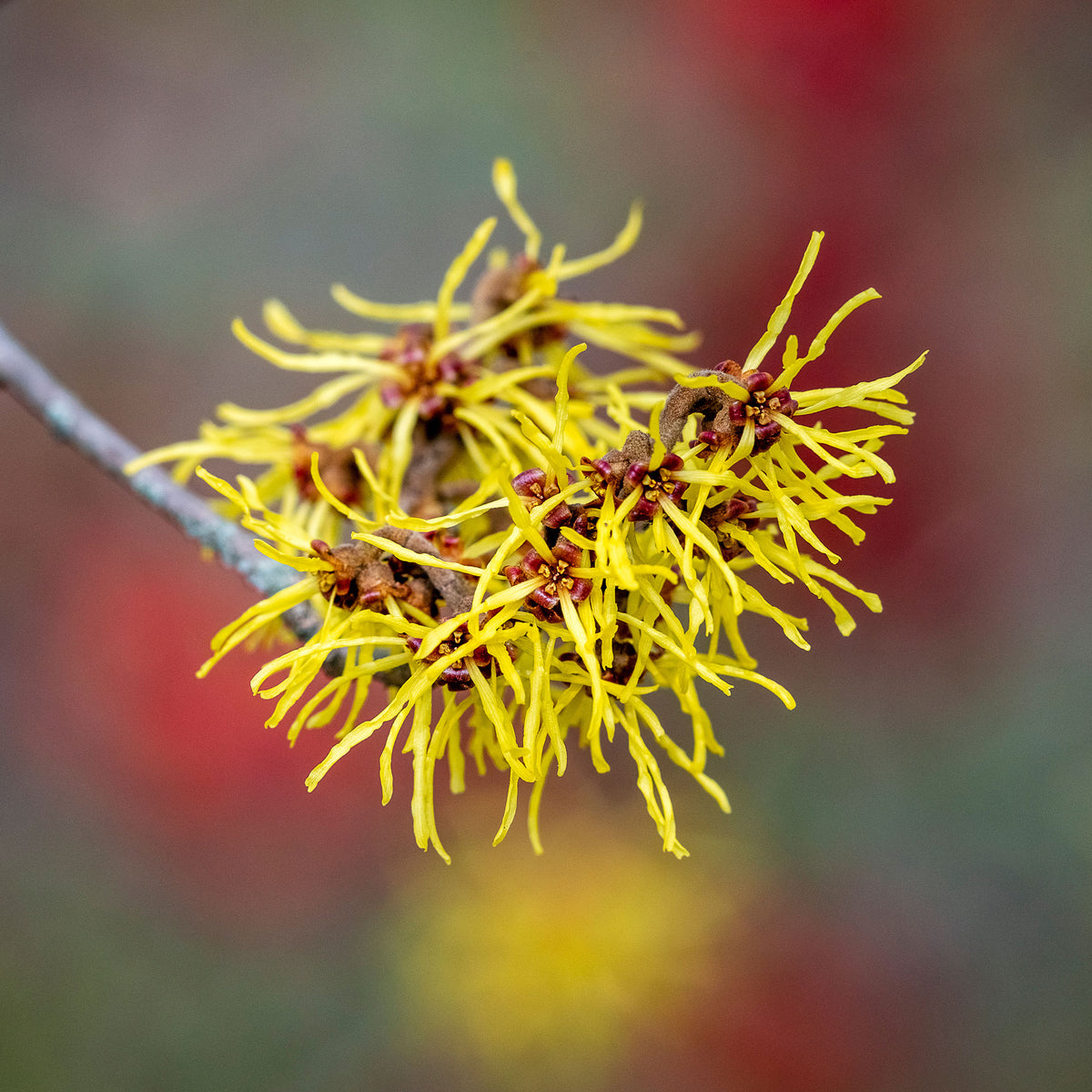 Bloeiende heesters - Chinese Toverhazelaar - Hamamelis mollis