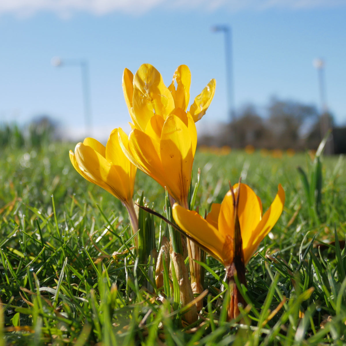 Crocus vernus yellow Mammoth - Grootbloemige Gele Krokussen (x15) - Krokus
