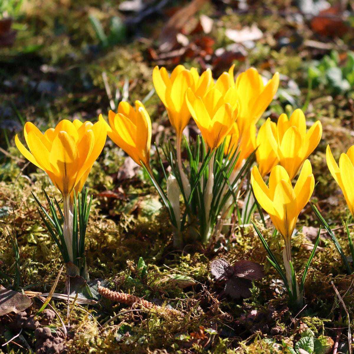 Verkoop Grootbloemige Gele Krokussen (x15) - Crocus vernus yellow Mammoth