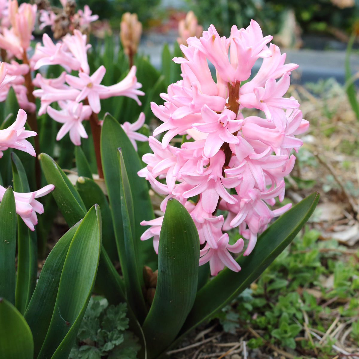 Roze Hyacinthen (x3) - Hyacinthus orientalis - Bakker