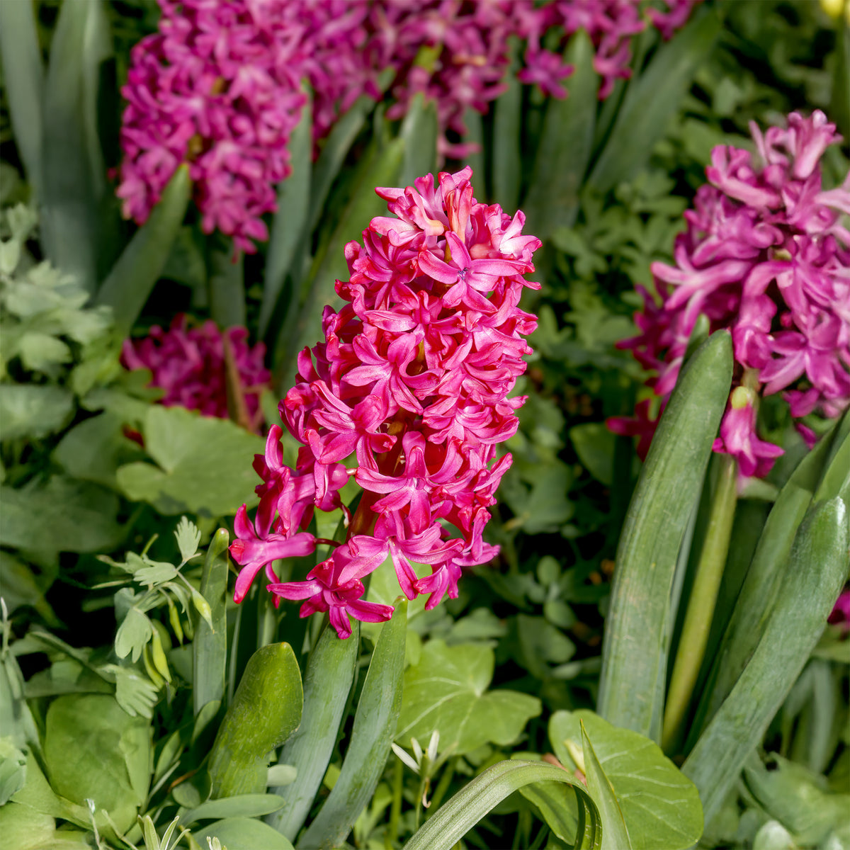 Rode Hyacinthen (x3) - Bakker
