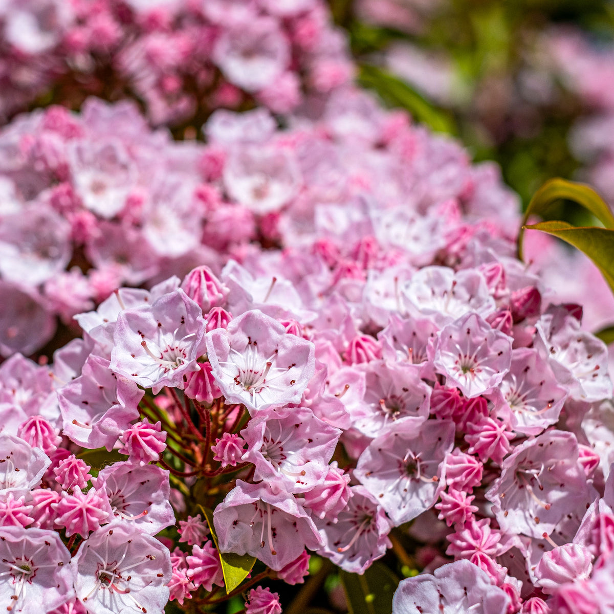 Breedbladige lepelboom - Kalmia latifolia - Bakker