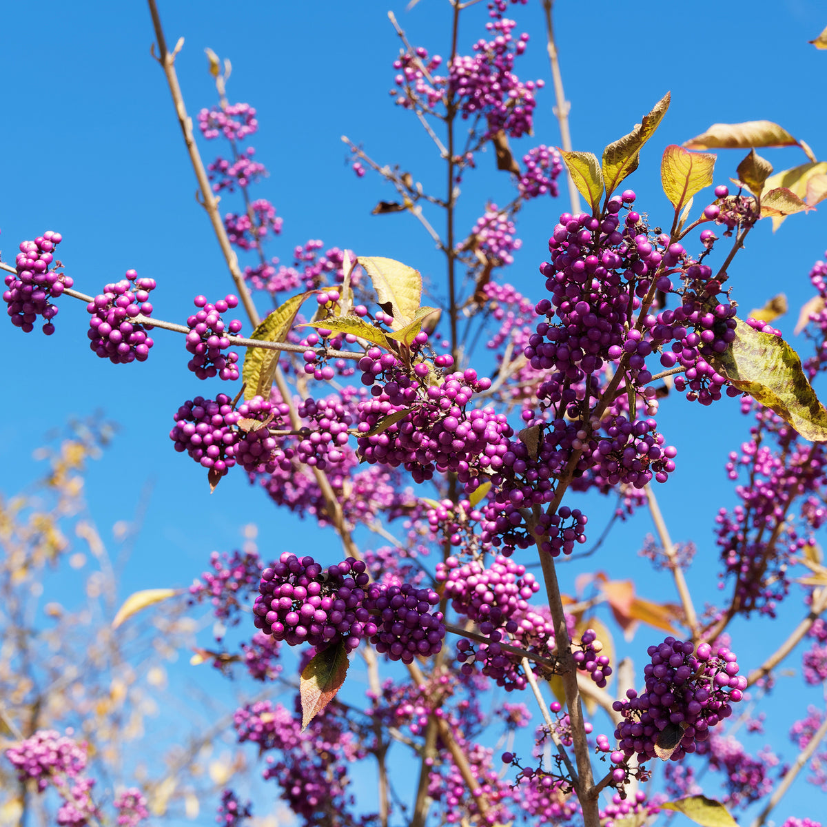 Callicarpa bodinieri Profusion - Schoonvrucht 'Profusion' - Heesters