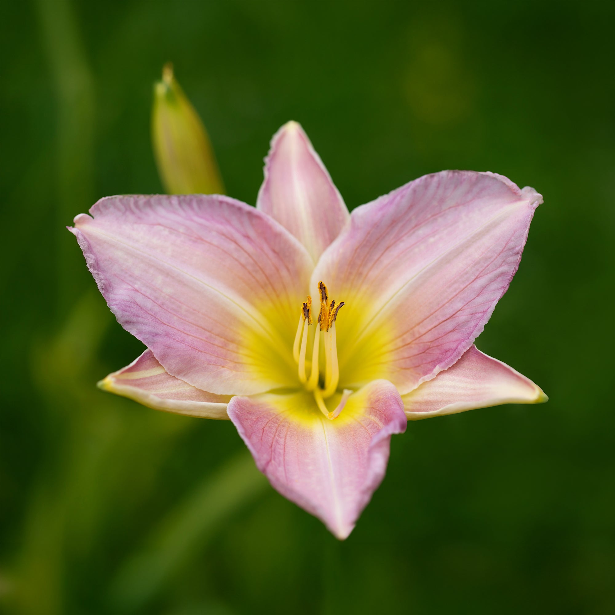 Daglelie 'Catherine Woodbery' - Hemerocallis Catherine Woodbury
