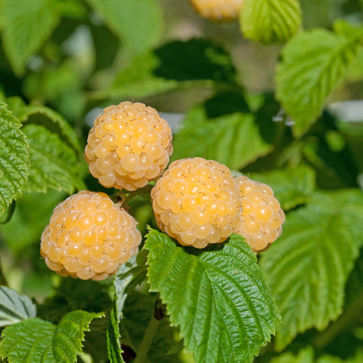 Verkoop Framboos 'Fallgold' - Rubus idaeus Fallgold