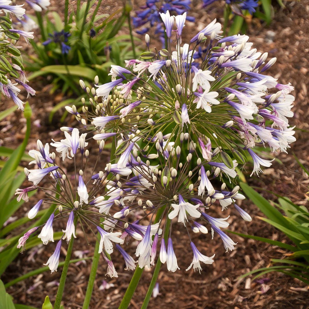 Agapanthus Twister - Afrikaanse lelie 'Twister' - Agapanthus