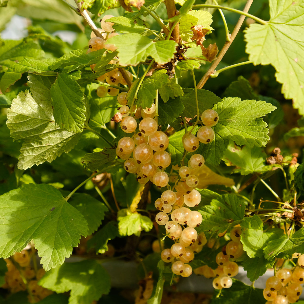 Ribes rubrum Blanka - Witte aalbes 'Blanka' (x2) - Rode bes