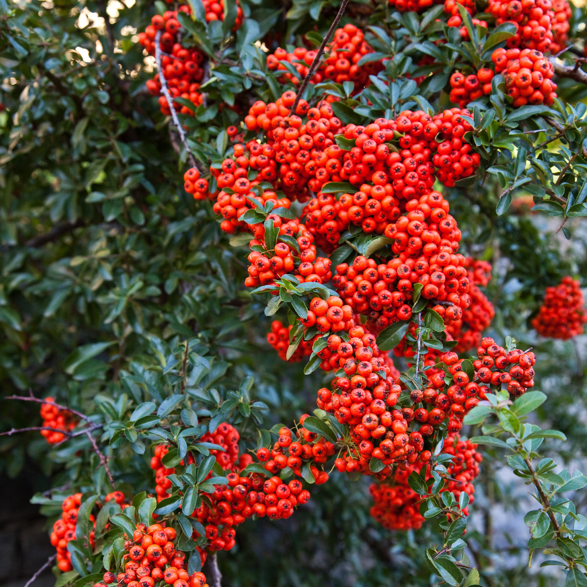 Pyracantha coccinea - Vuurdoorn - rood - Wintergroene planten