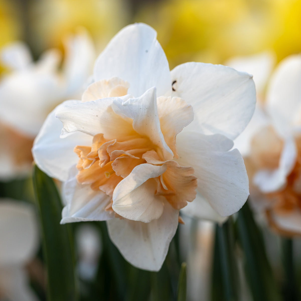 Dubbele Narcissen 'Delnashaugh' (x10)