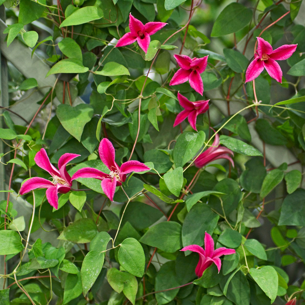 Clematis - Bosrank 'Lady Diana'® - Clematis texensis Princess Diana ®