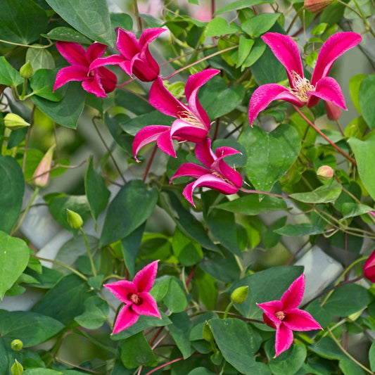 Bosrank 'Lady Diana'® - Bakker