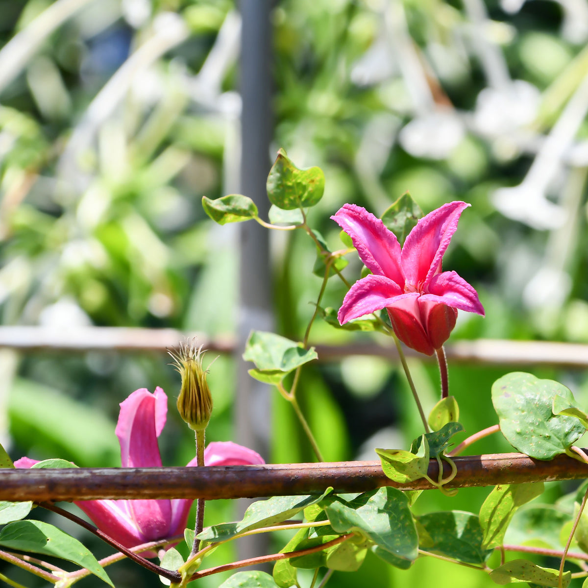Clematis texensis Princess Diana ® - Bosrank 'Lady Diana'® - Clematis