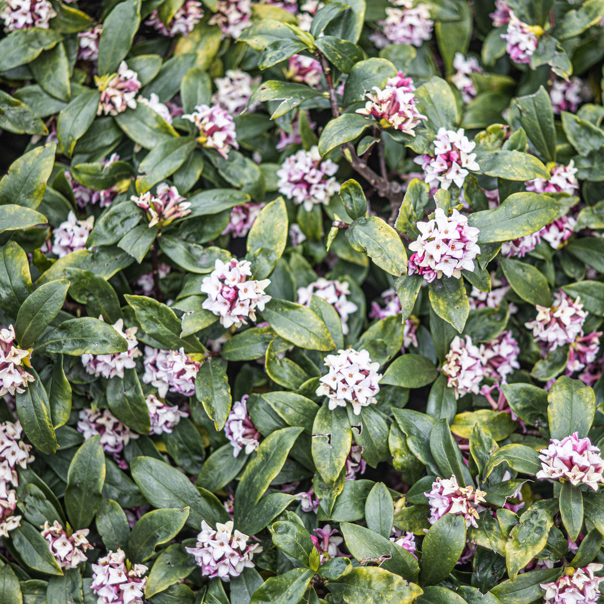 Peperboompje 'Perfume Princess' - Daphne x odora x bholua perfume princess ® - Bakker