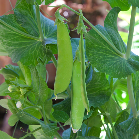 Erwt 'Oregon Giant' - Bakker