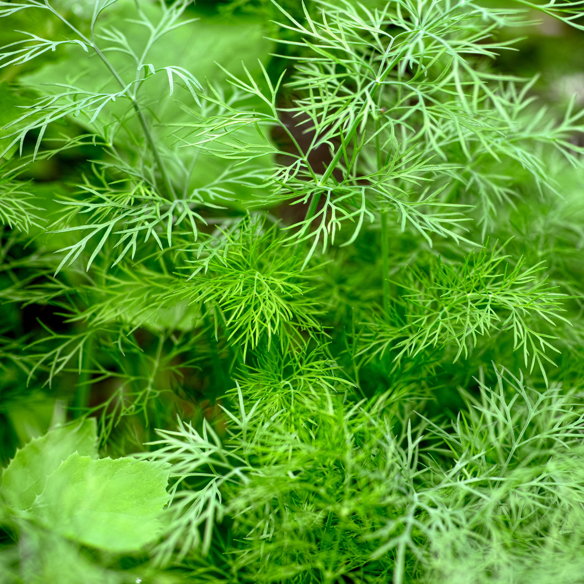 Dille 'Bouquet' - Anethum graveolens bouquet - Bakker