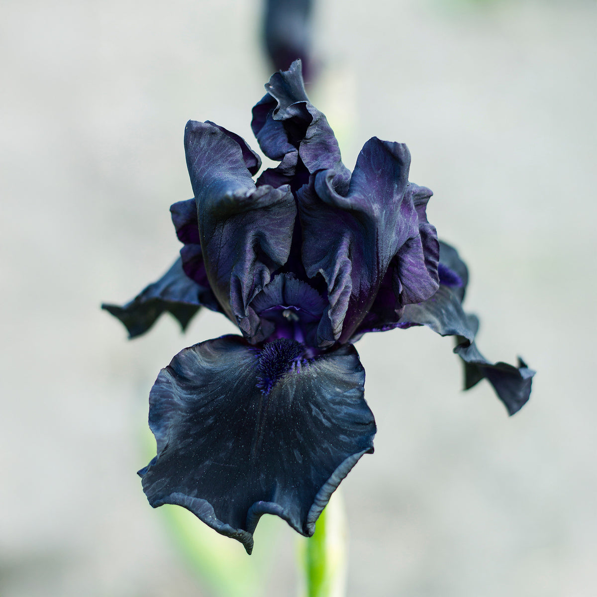 Baardiris 'Study in Black' (x2) - Bakker