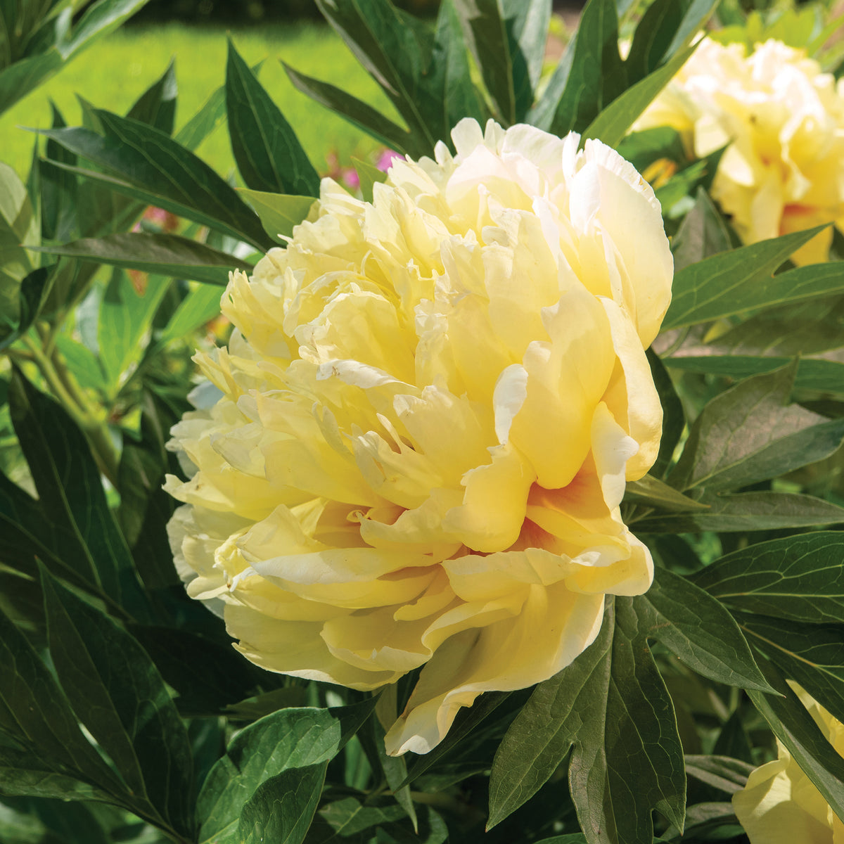 Pioenroos 'Barzella' - Paeonia itoh bartzella - Bakker