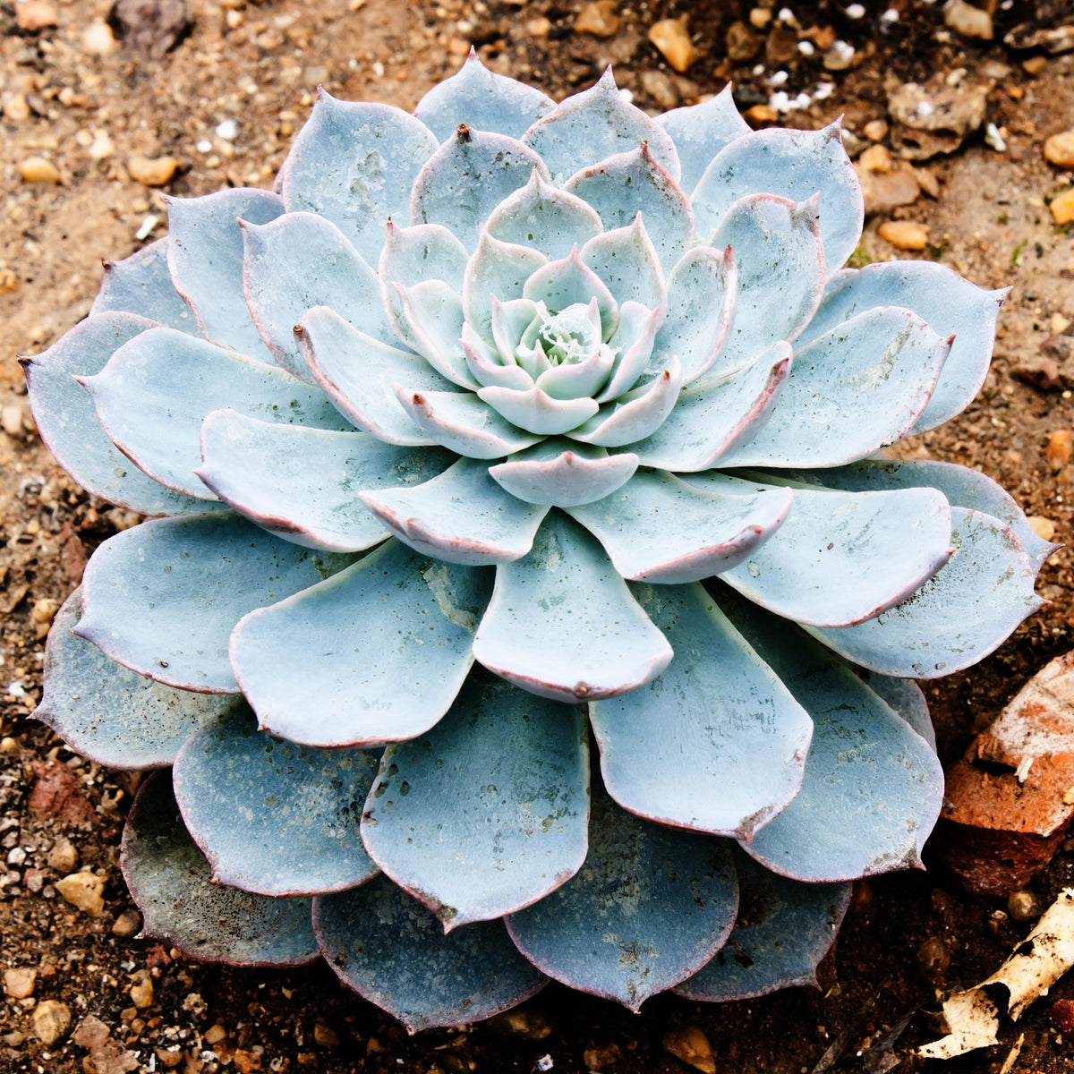 Echeveria Pearl van Neurenberg - Echeveria Pearl Von Nuernberg - Bakker