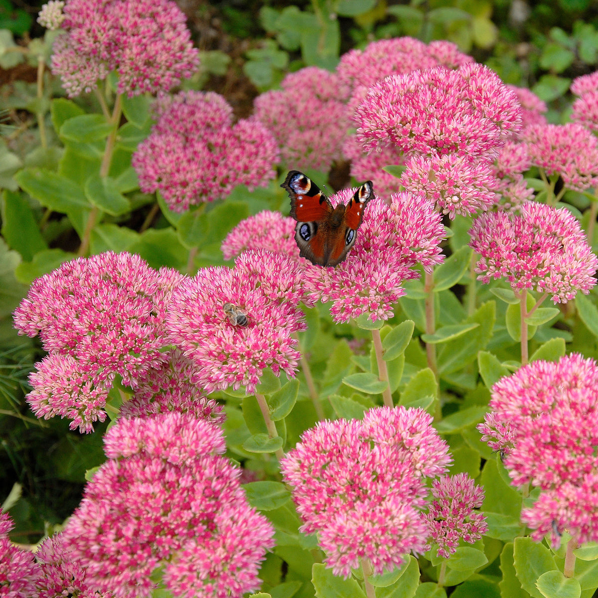 Verkoop Roze hemelsleutel