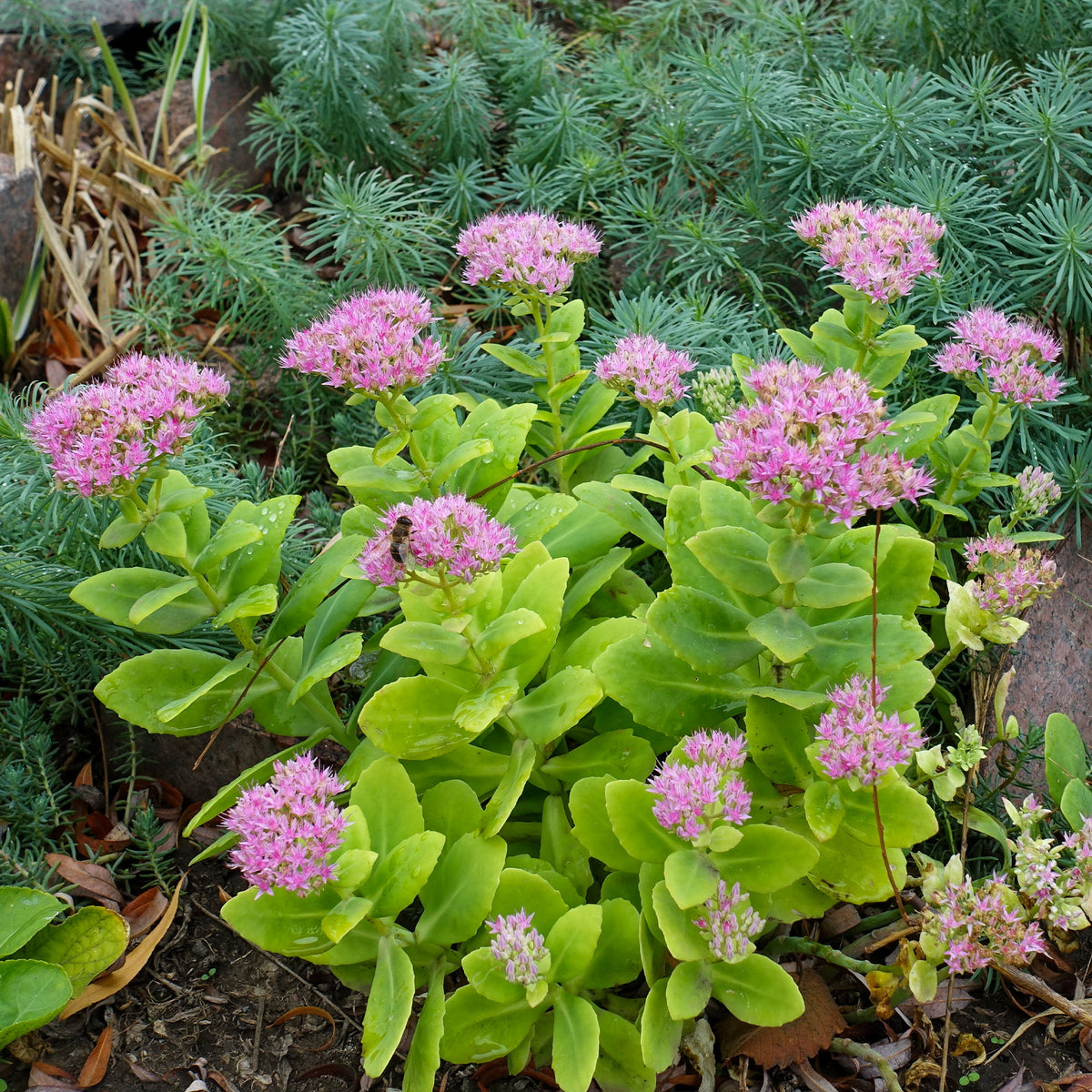 Verkoop Roze hemelsleutel - Sedum spectabile