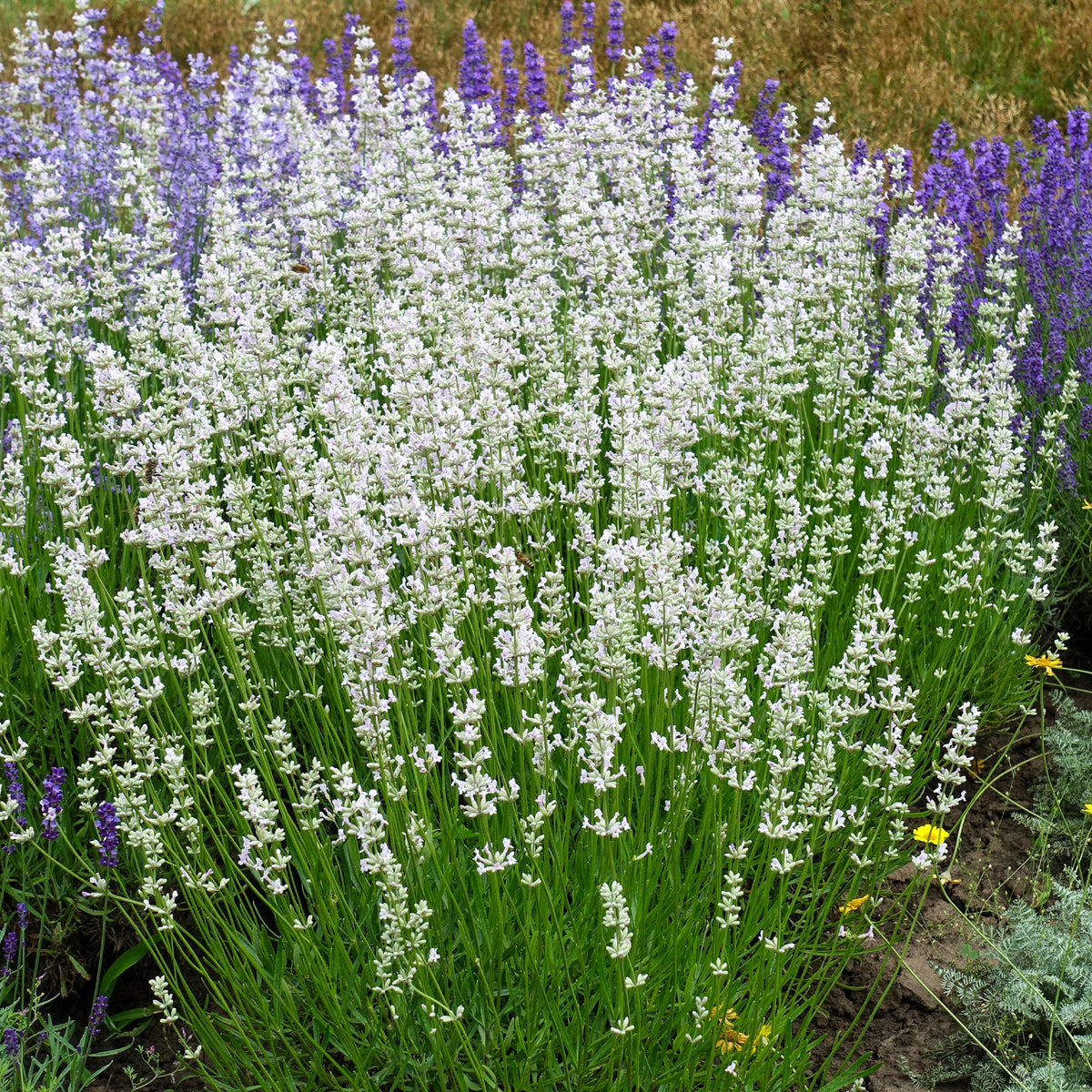 Lavendel 'Alba' (x2) - Lavandula angustifolia alba - Bakker
