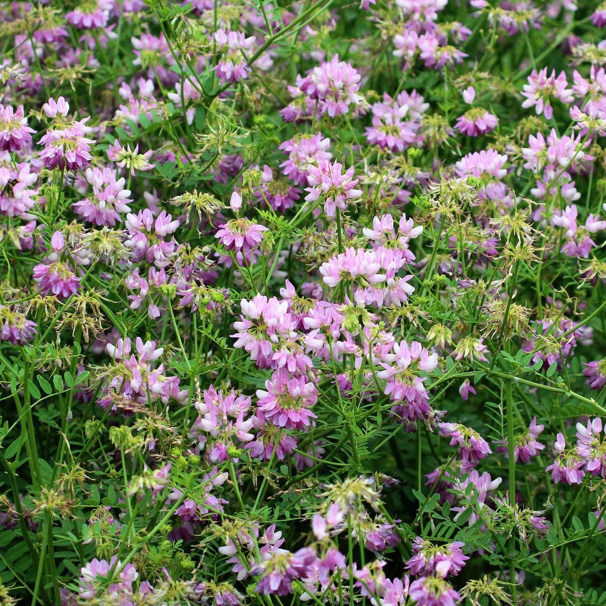 Bont kroonkruid (x2) - Coronilla varia - Bakker