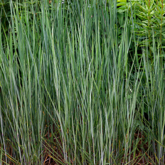 Vingergras 'Heavy Metal' (x3) - Panicum virgatum heavy metal - Bakker